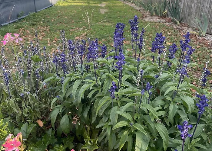 Macasa Et Table D'hote *